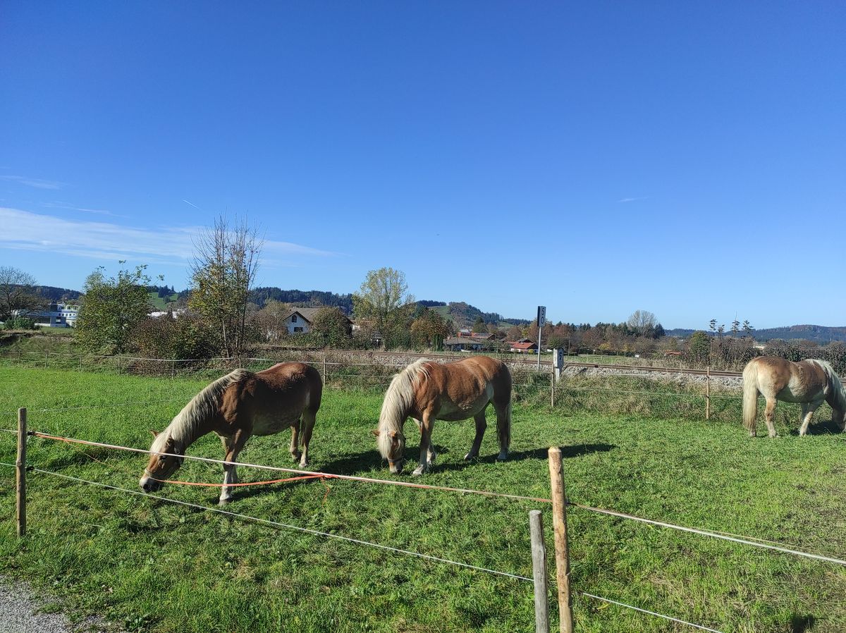 On croise souvent des chevaux en Bavière