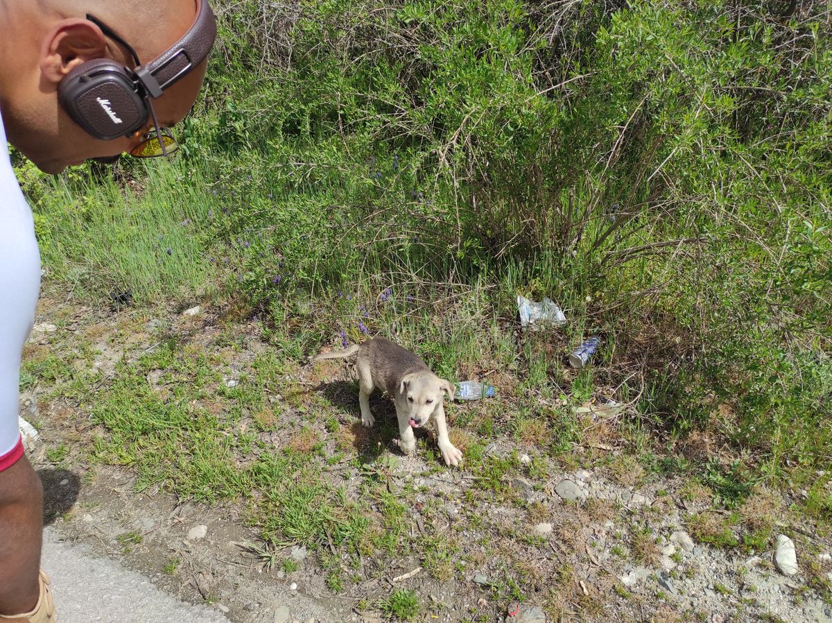 Un bébé chien de berger yougoslave de Sharplaninats (Šarplaninac)