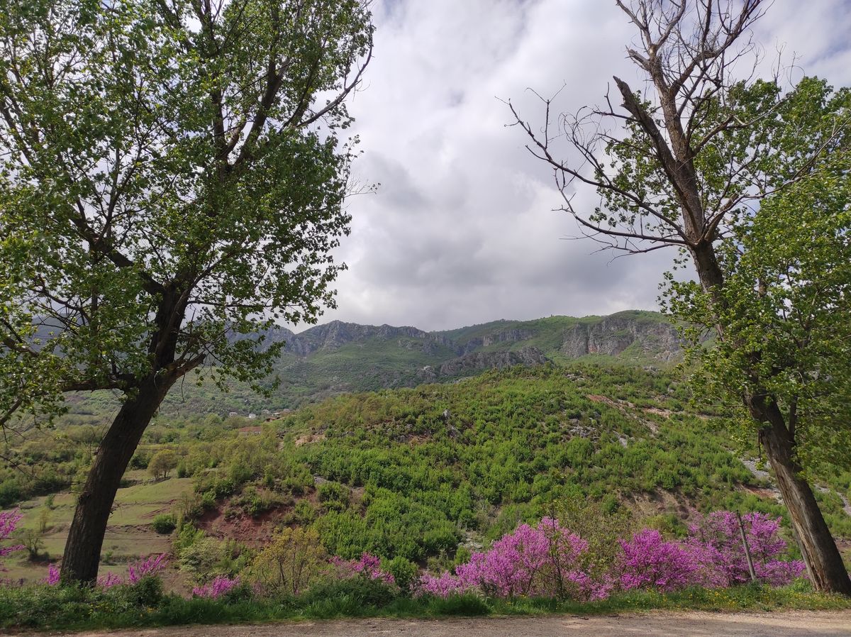 Montagnes et fleurs fushias: un beau tableau d'Albanie
