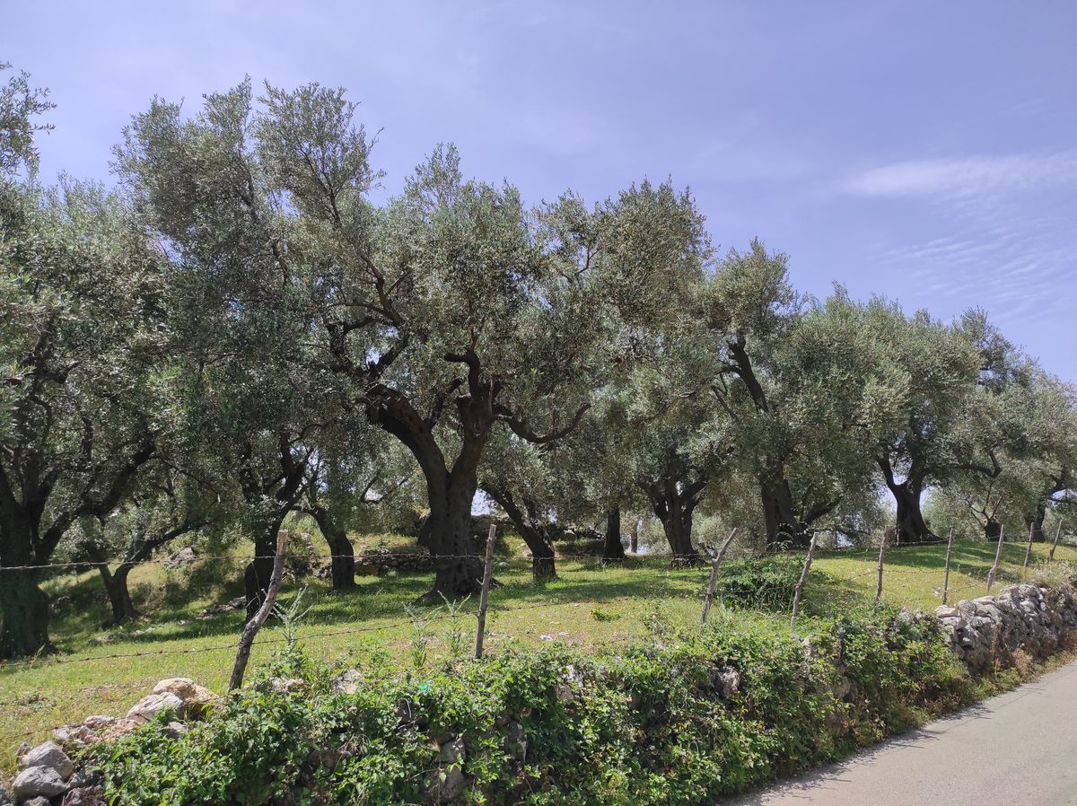 Des oliviers monténégrins