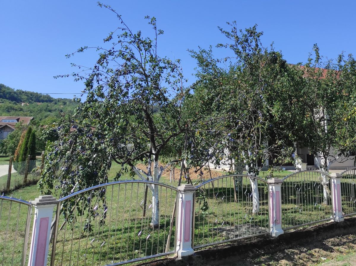 Les arbres croulent sous le poids des prunes