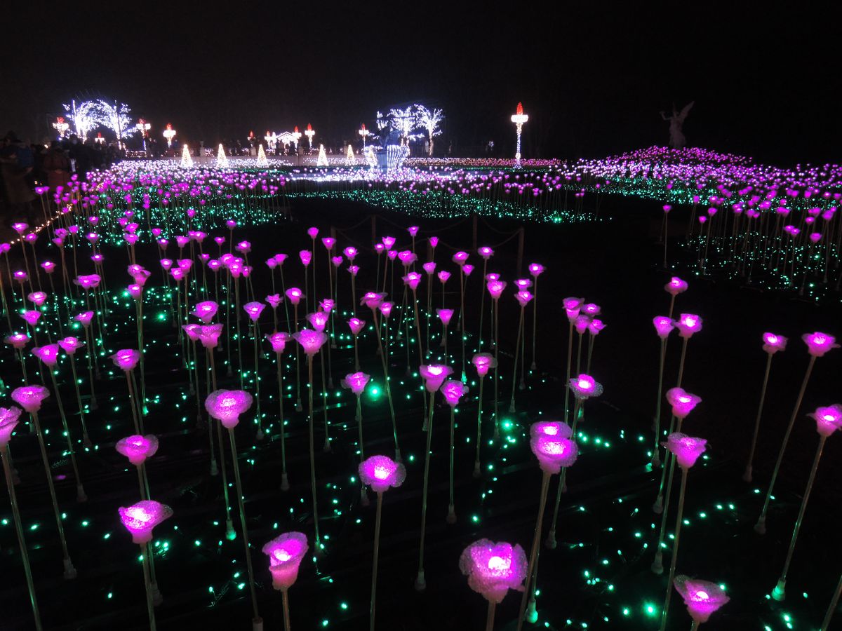 Jardin de roses illuminées