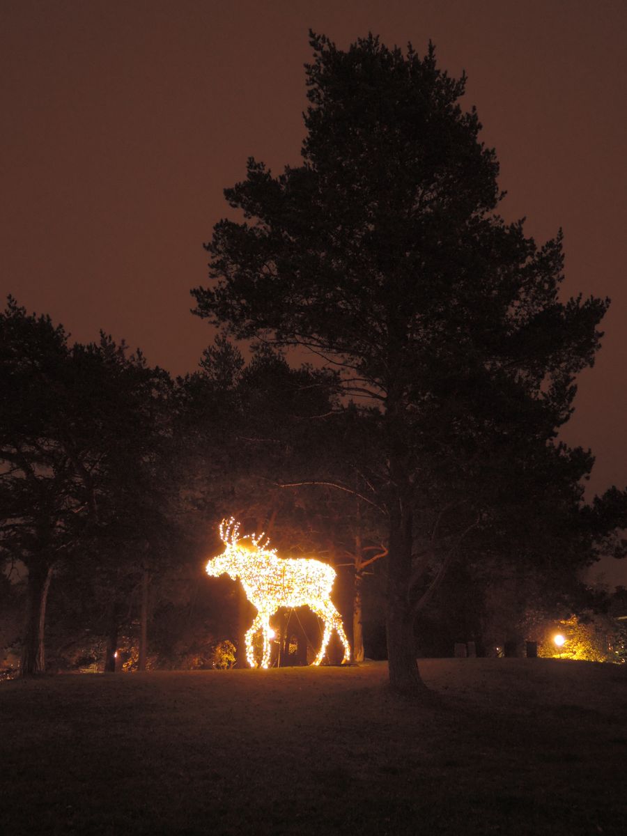Un élan dans la ville