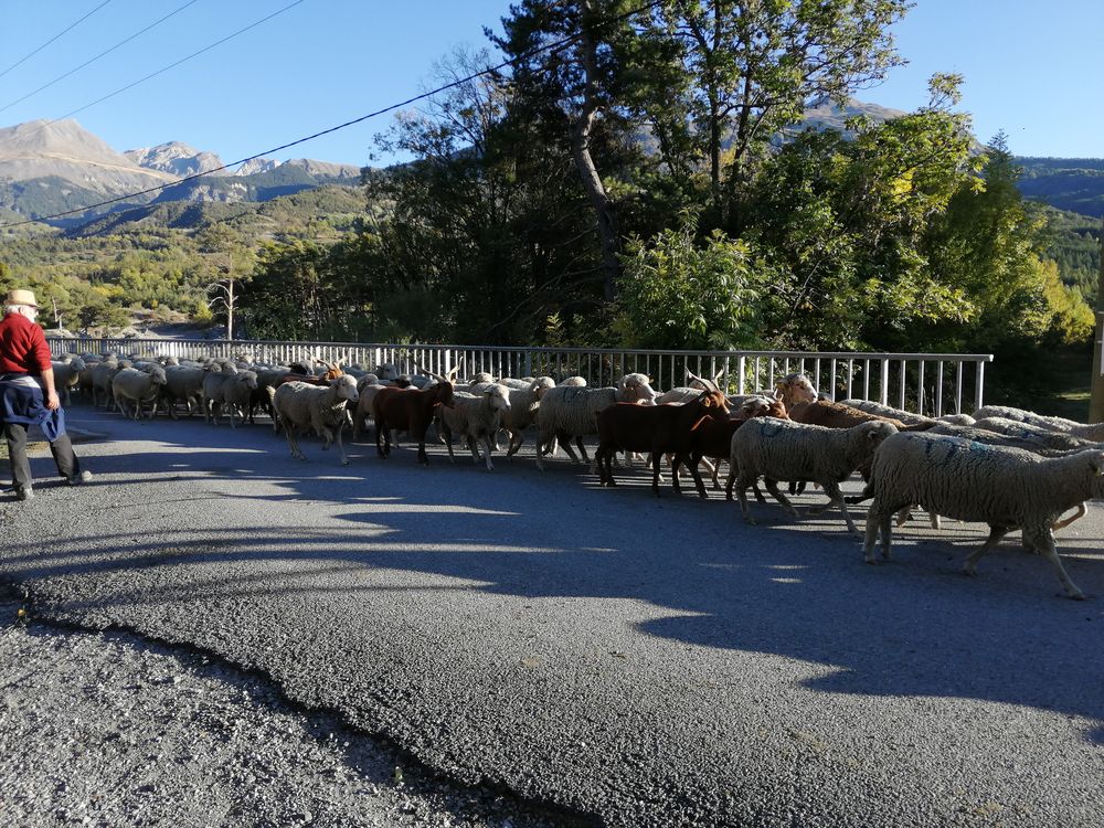 Les moutons traversent Jausiers