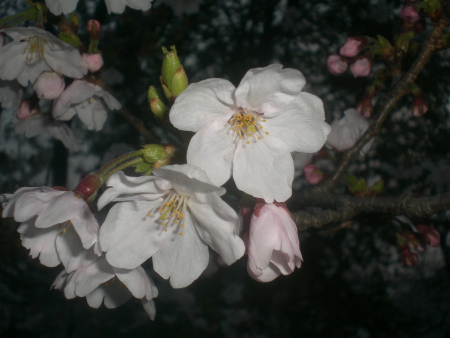 Fleurs de cerisiers (sakura)
