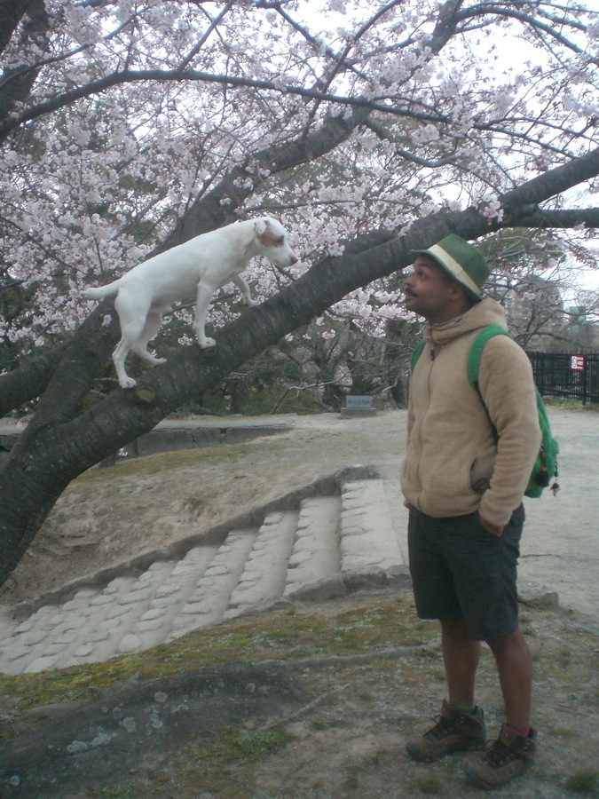 Carlo grimpe dans les cerisiers