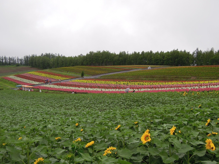 Des champs de fleurs dans la vallée de Biei