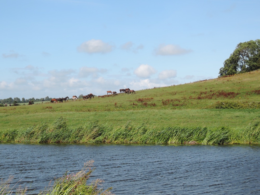 Les chevaux, le long du canal